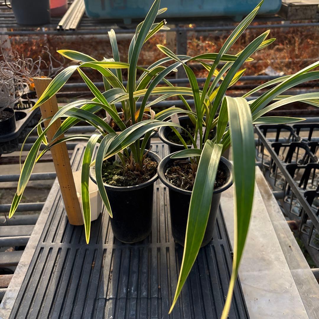 キンリョウヘン原種4鉢セット 3鉢花芽各1付き - メルカリ