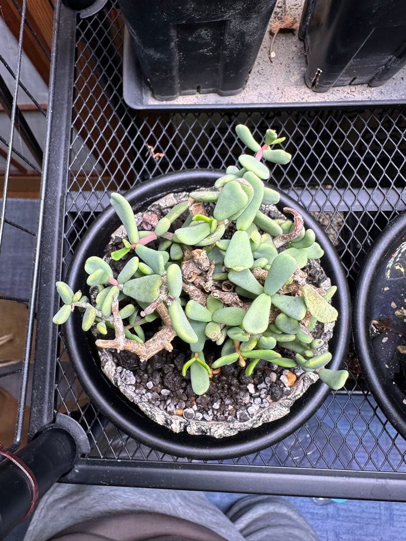 ピグマエア　根魂植物　現地球　冬型