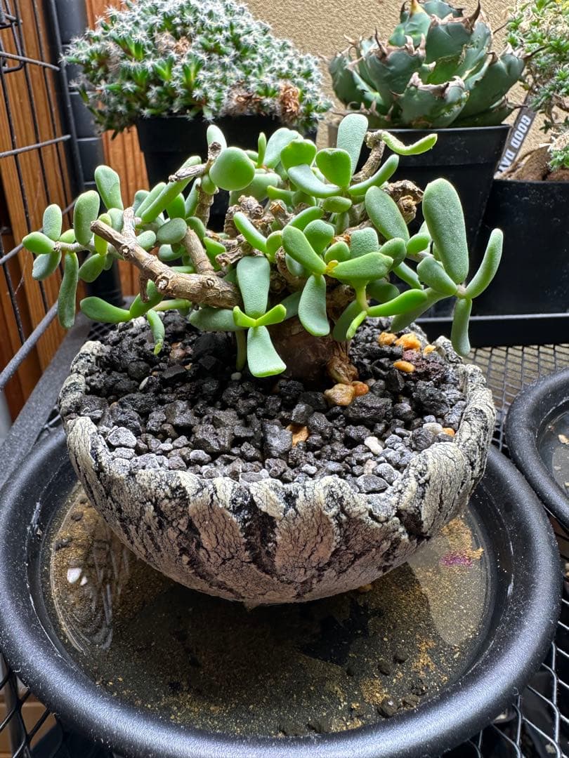 ピグマエア　根魂植物　現地球　冬型