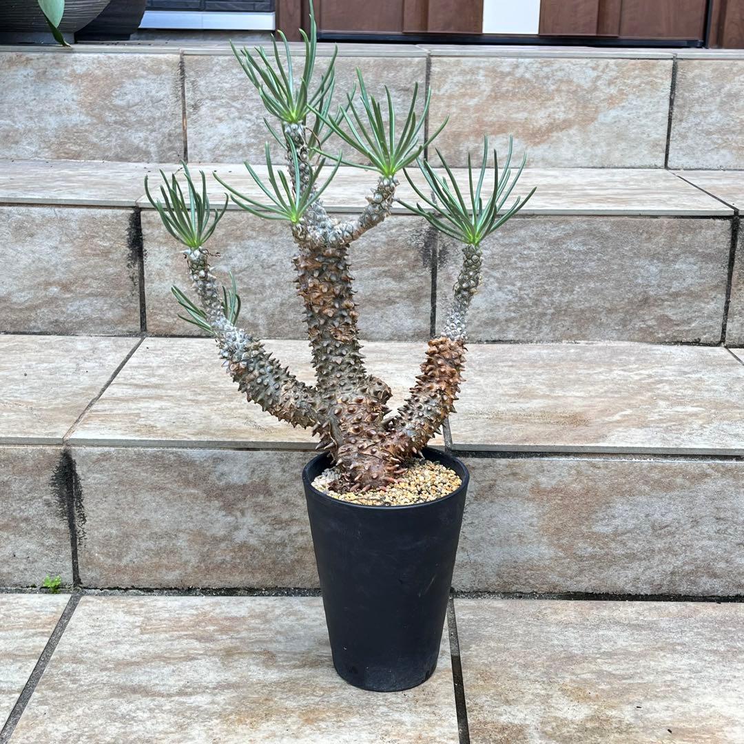 【セール】チレコドン　ワリチー　No.001　鉢、送料込　メルカリ便