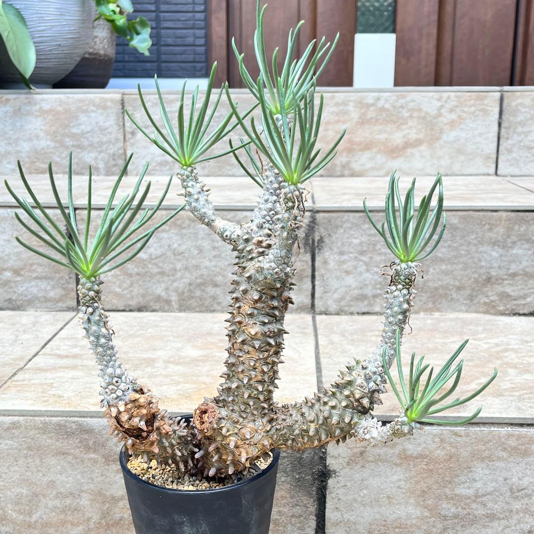 【セール】チレコドン　ワリチー　No.001　鉢、送料込　メルカリ便