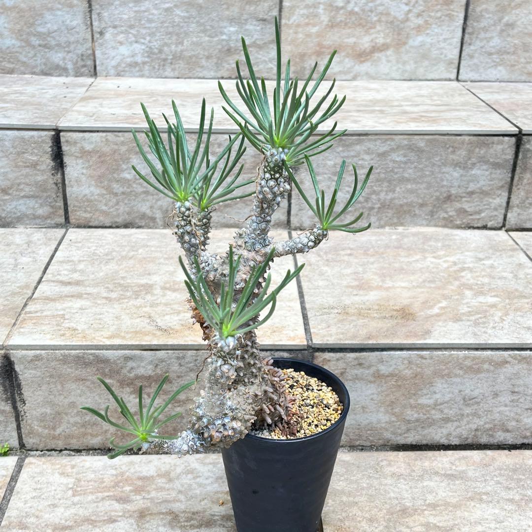 【セール】チレコドン　ワリチー　No.001　鉢、送料込　メルカリ便