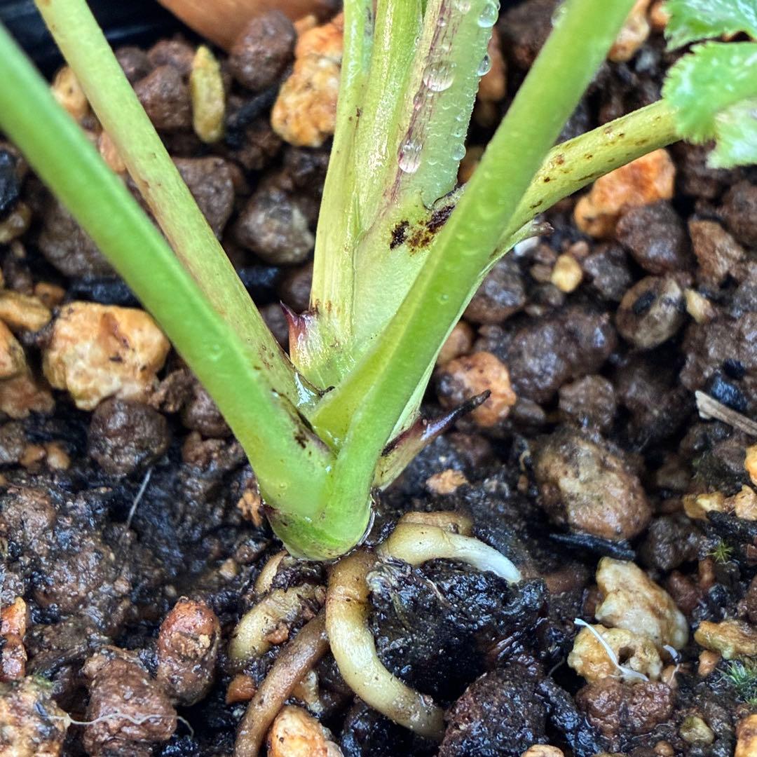 ヒ*イ様 ☘️ラスト2☘️蕾付き☘️3327⭐️小輪⭐️ダーク　クレオパトラ⭐️