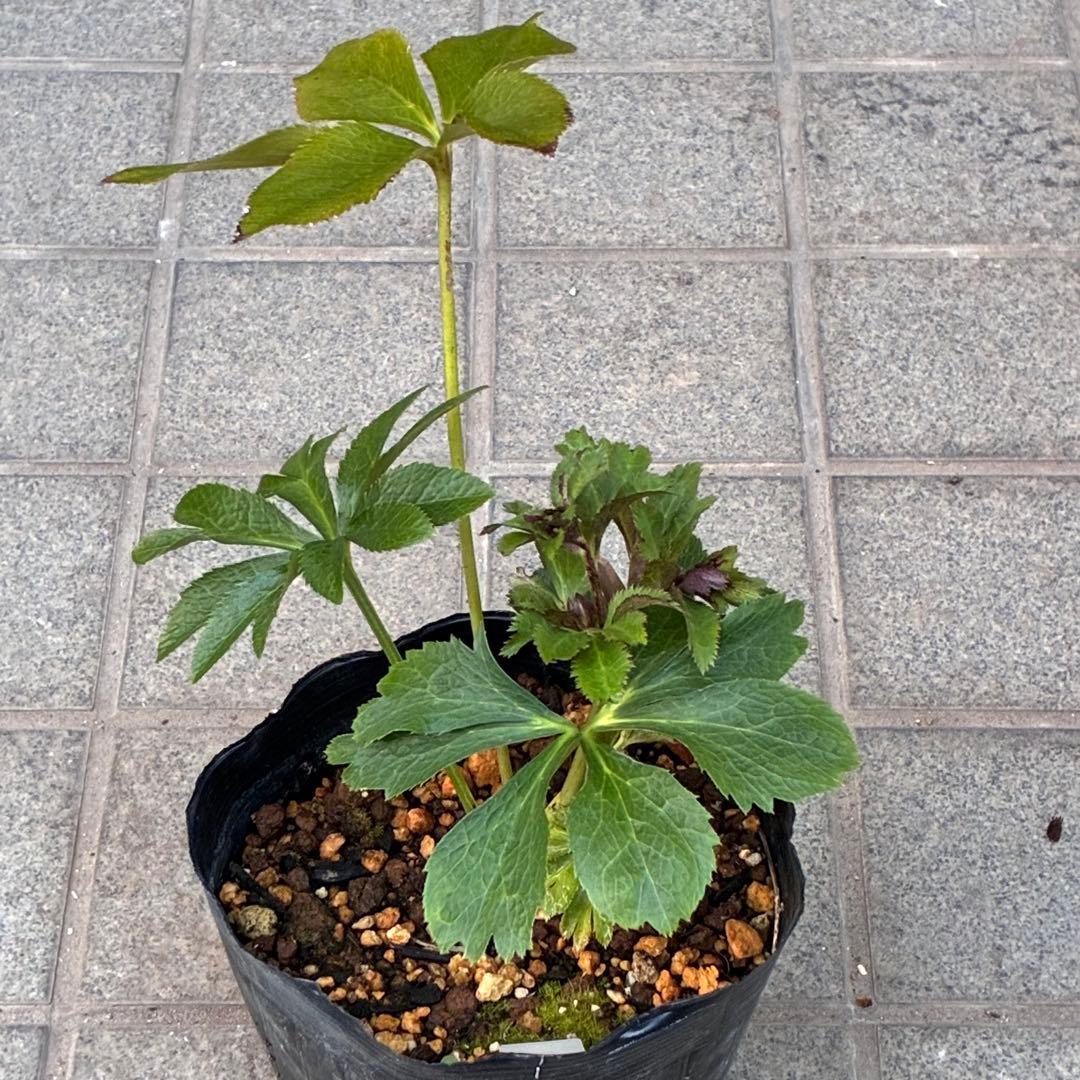 ヒ*イ様 ☘️ラスト2☘️蕾付き☘️3327⭐️小輪⭐️ダーク　クレオパトラ⭐️