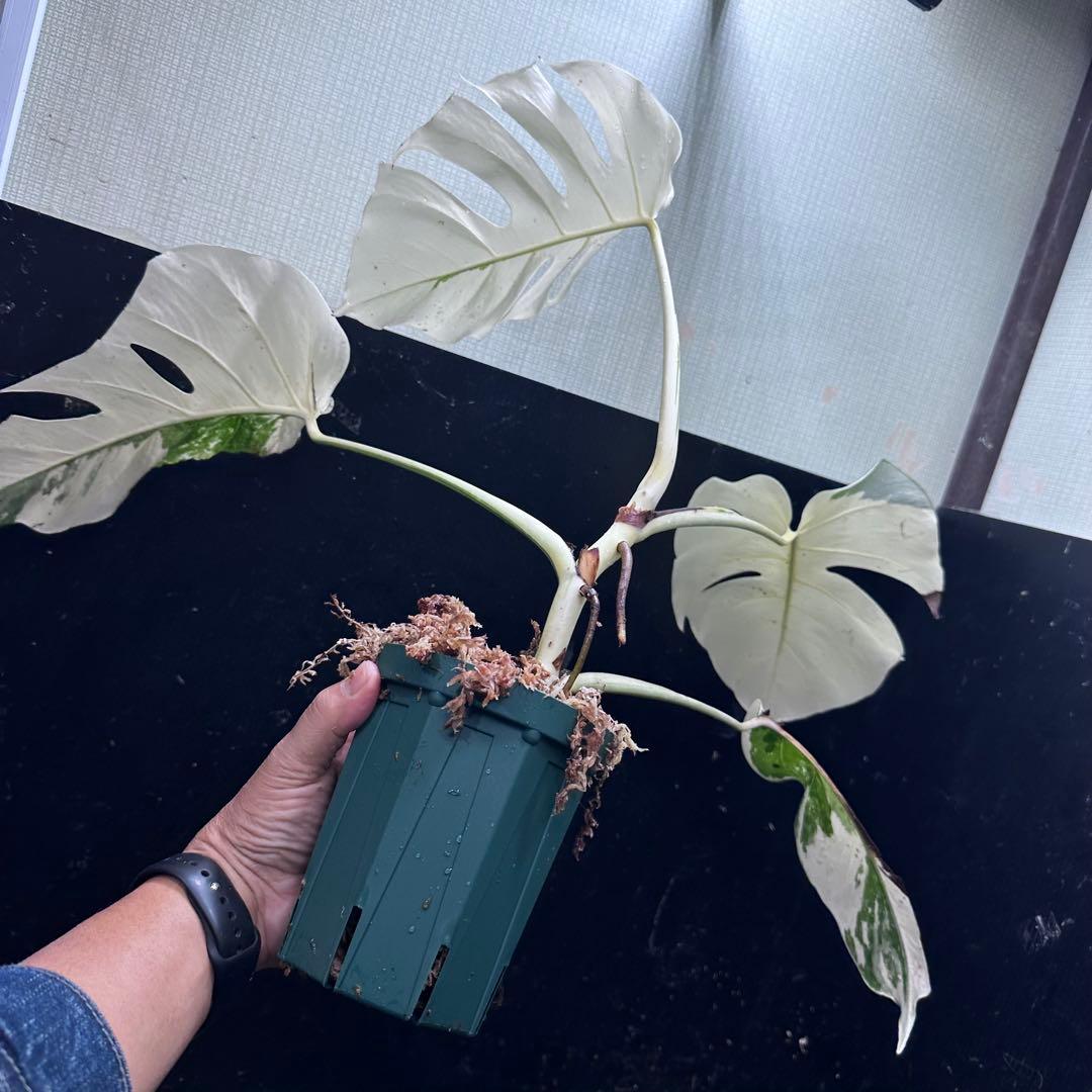 超*✿様 斑入りモンステラ極上ホワイトタイガーフルムーン4号鉢植え発