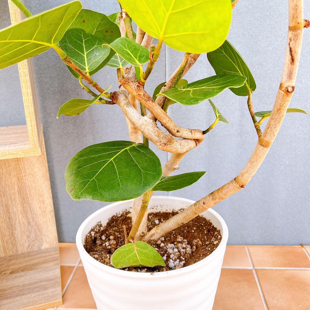 現品 海葡萄 シーグレープ 曲がり 1番 観葉植物 希少 インテリアグリーン