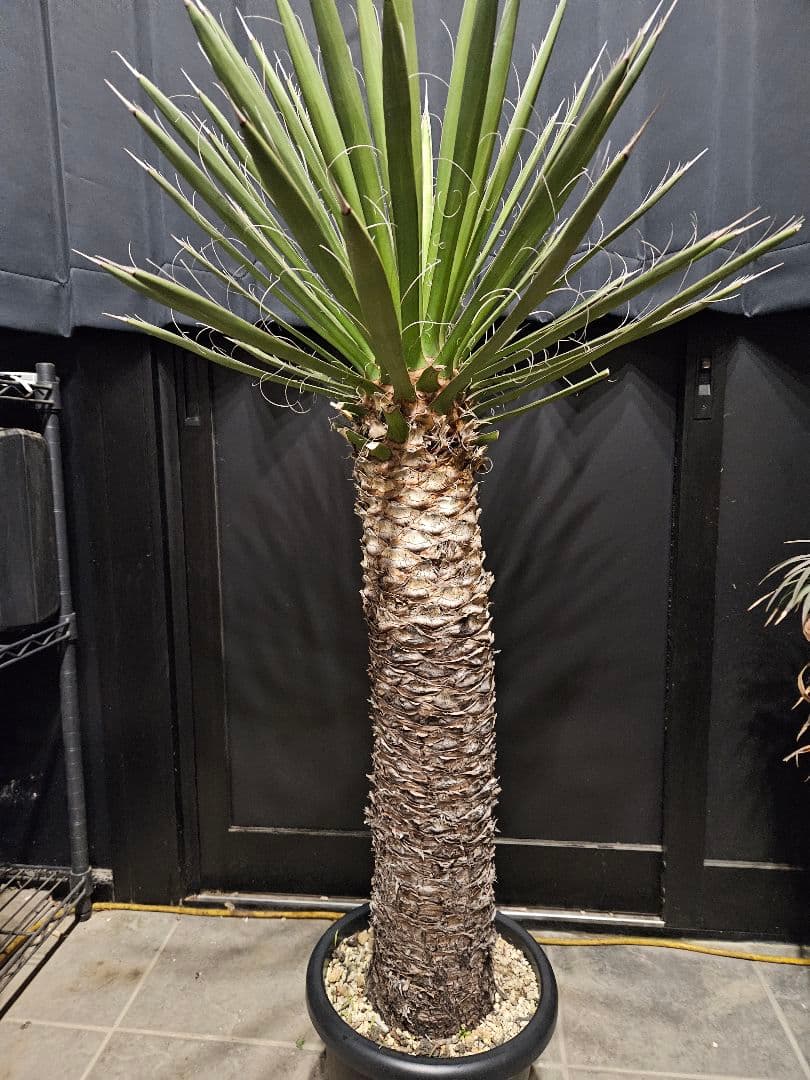 ユッカ フィリフェラ (し)