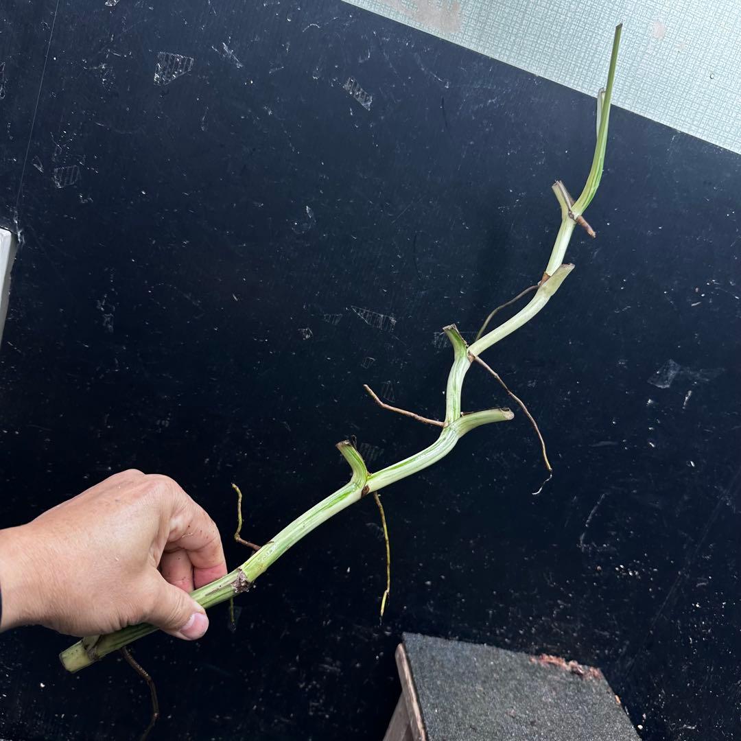 a*a様 斑入りモンステラホワイトタイガー大茎8株おまとめ