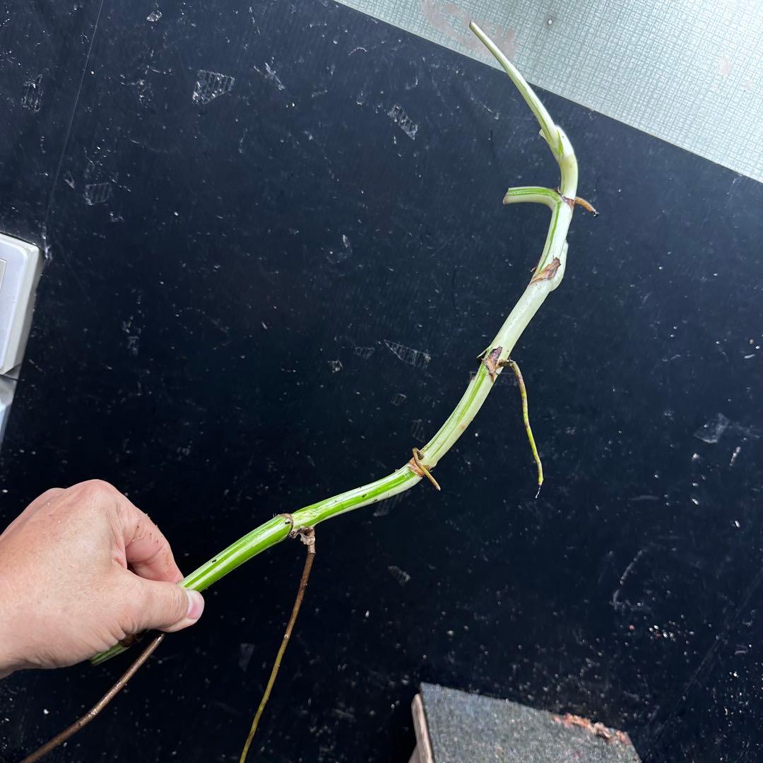 a*a様 斑入りモンステラホワイトタイガー大茎8株おまとめ