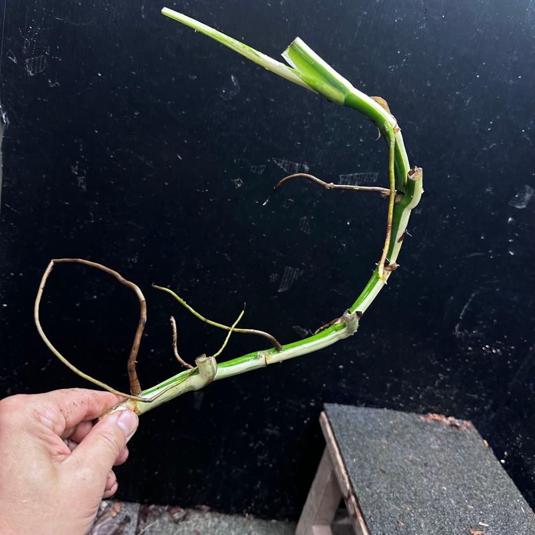 a*a様 斑入りモンステラホワイトタイガー大茎8株おまとめ