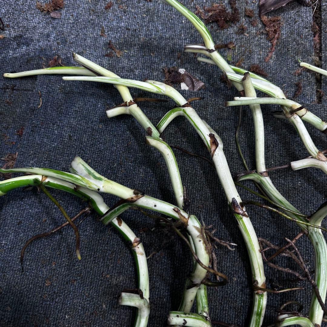 a*a様 斑入りモンステラホワイトタイガー大茎8株おまとめ