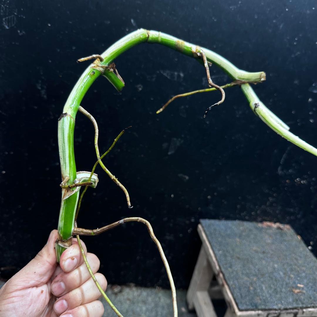 a*a様 斑入りモンステラホワイトタイガー大茎8株おまとめ