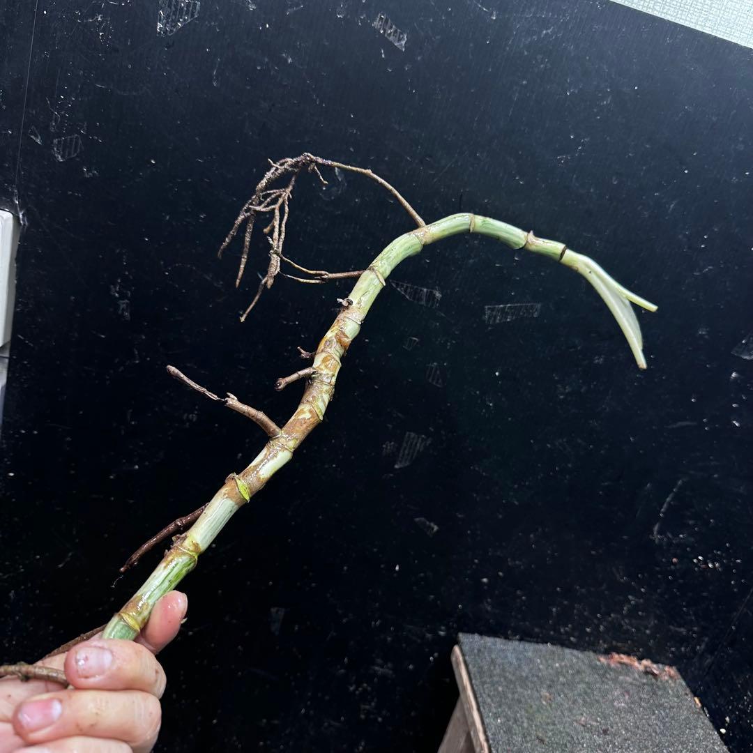 a*a様 斑入りモンステラホワイトタイガー大茎8株おまとめ