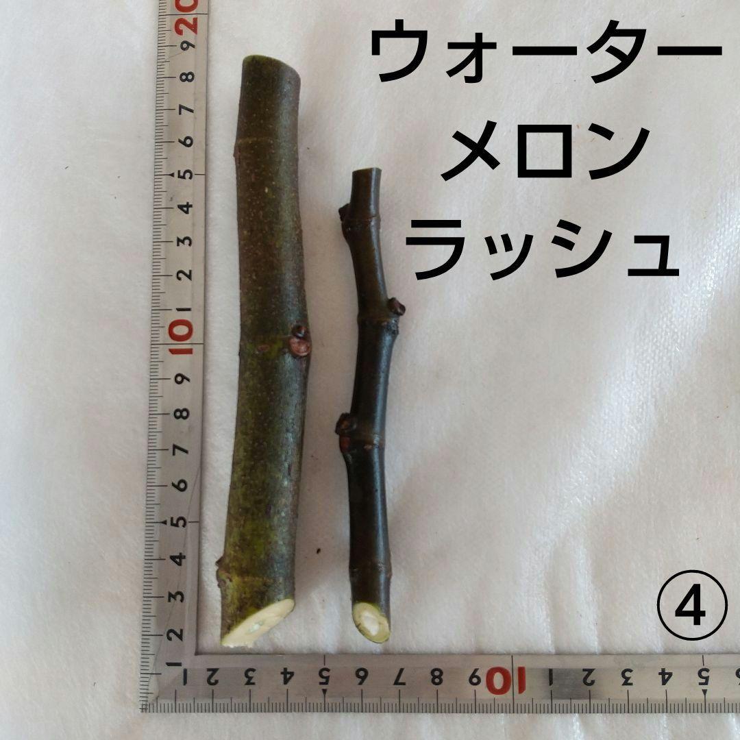 ④◇イチジク穂木2本◇ウォーターメロンラッシュ④【親木の写真あり