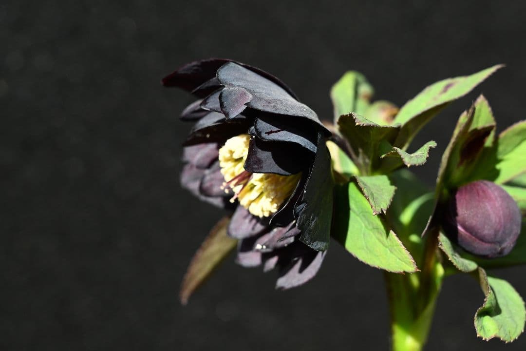 クリスマスローズ　認定Little　Collection ddブラック加藤農園