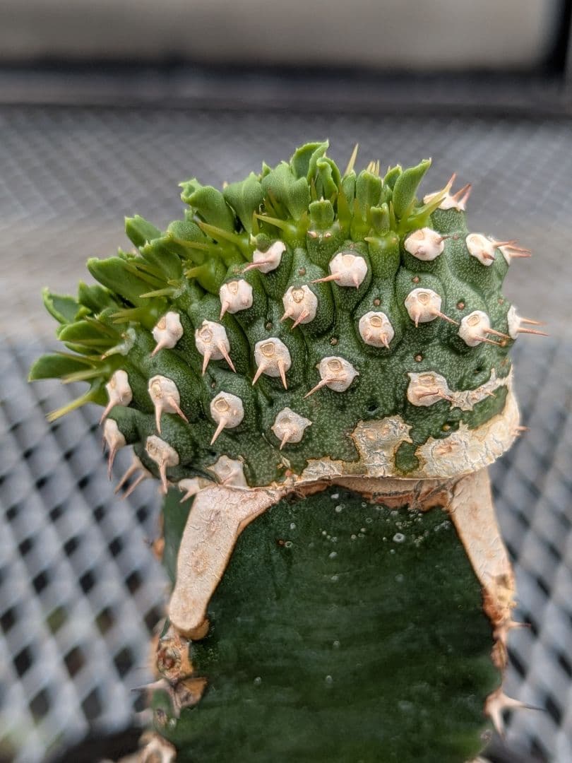 珍品】ユーフォルビア トム綴化 cv. 'Tom' f.crist 多肉植物 - メルカリ