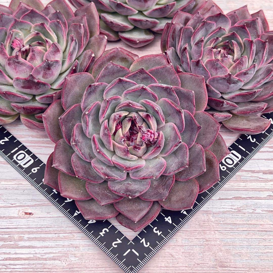 多肉植物 ディオール 韓国苗 - メルカリ