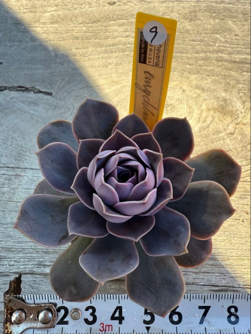 9 希少種　eurychlamys エリキュラミス　カリフォルニア輸入