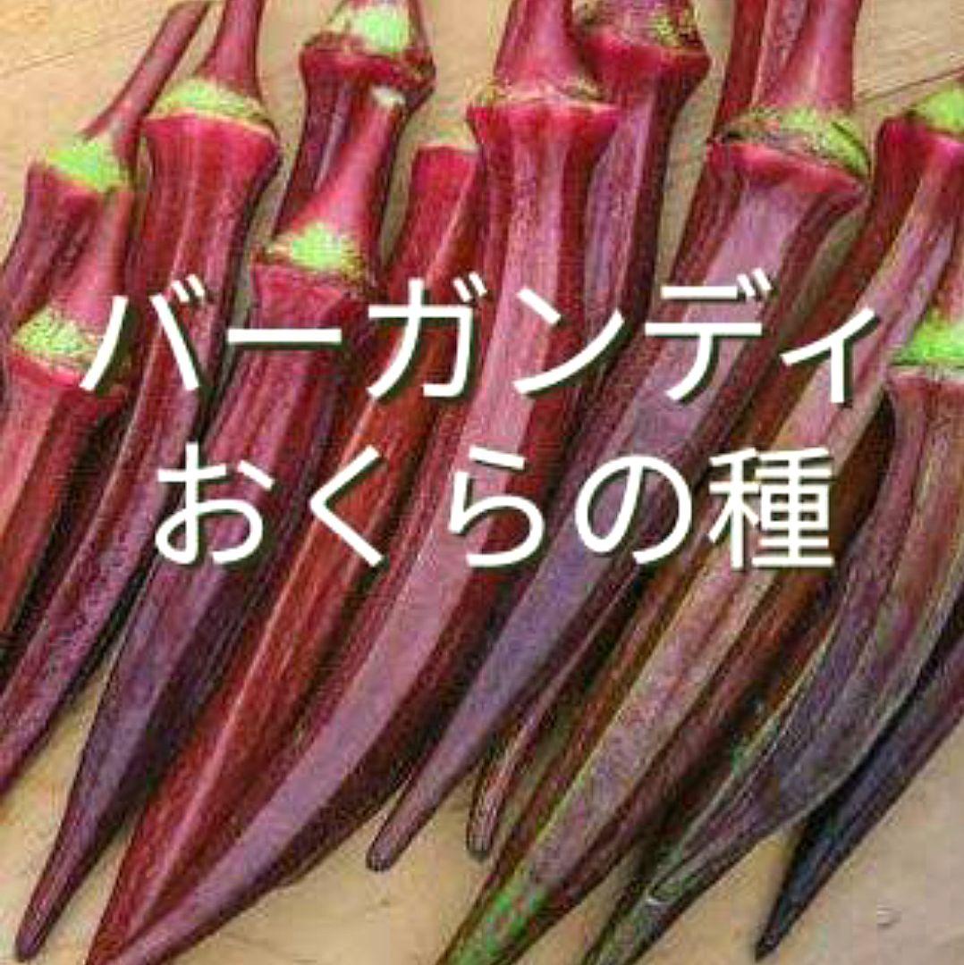 バーガンディーおくらの種(自然栽培) - メルカリ