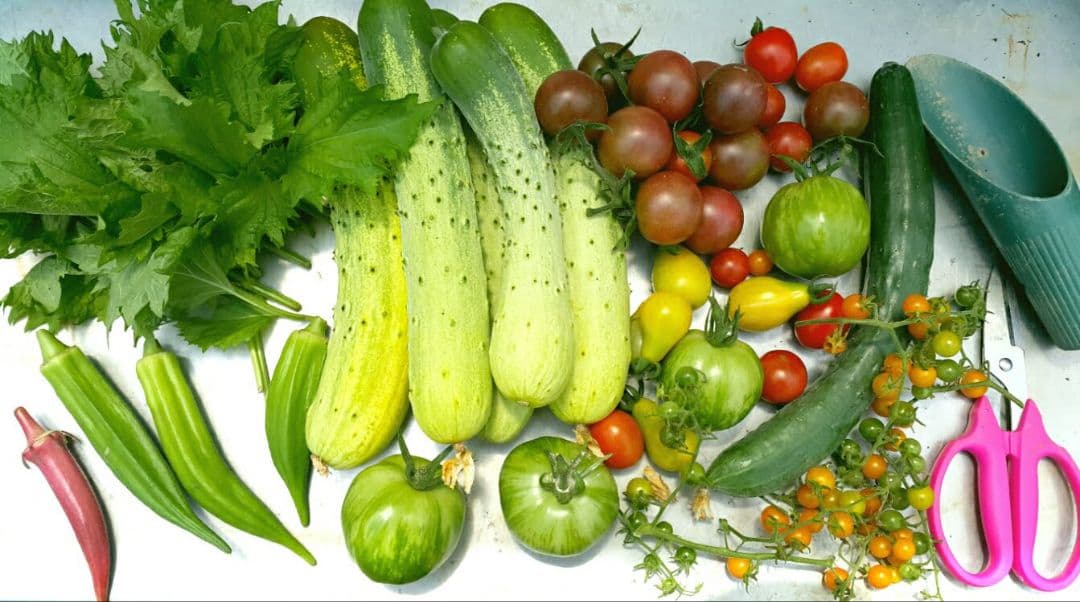 バーガンディーおくらの種(自然栽培) - メルカリ