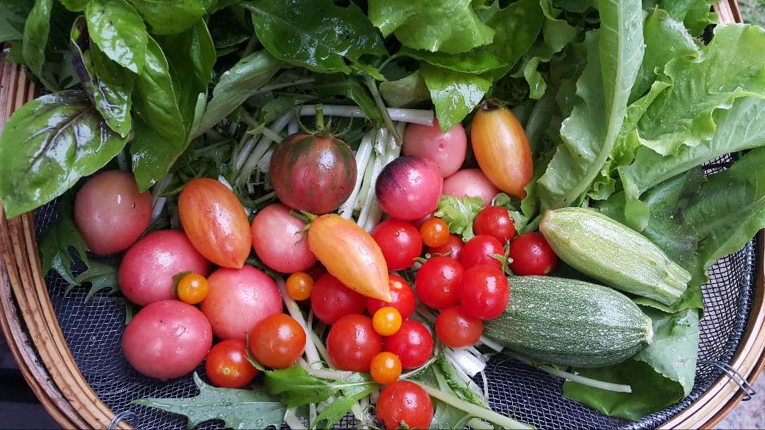 バーガンディーおくらの種(自然栽培) - メルカリ