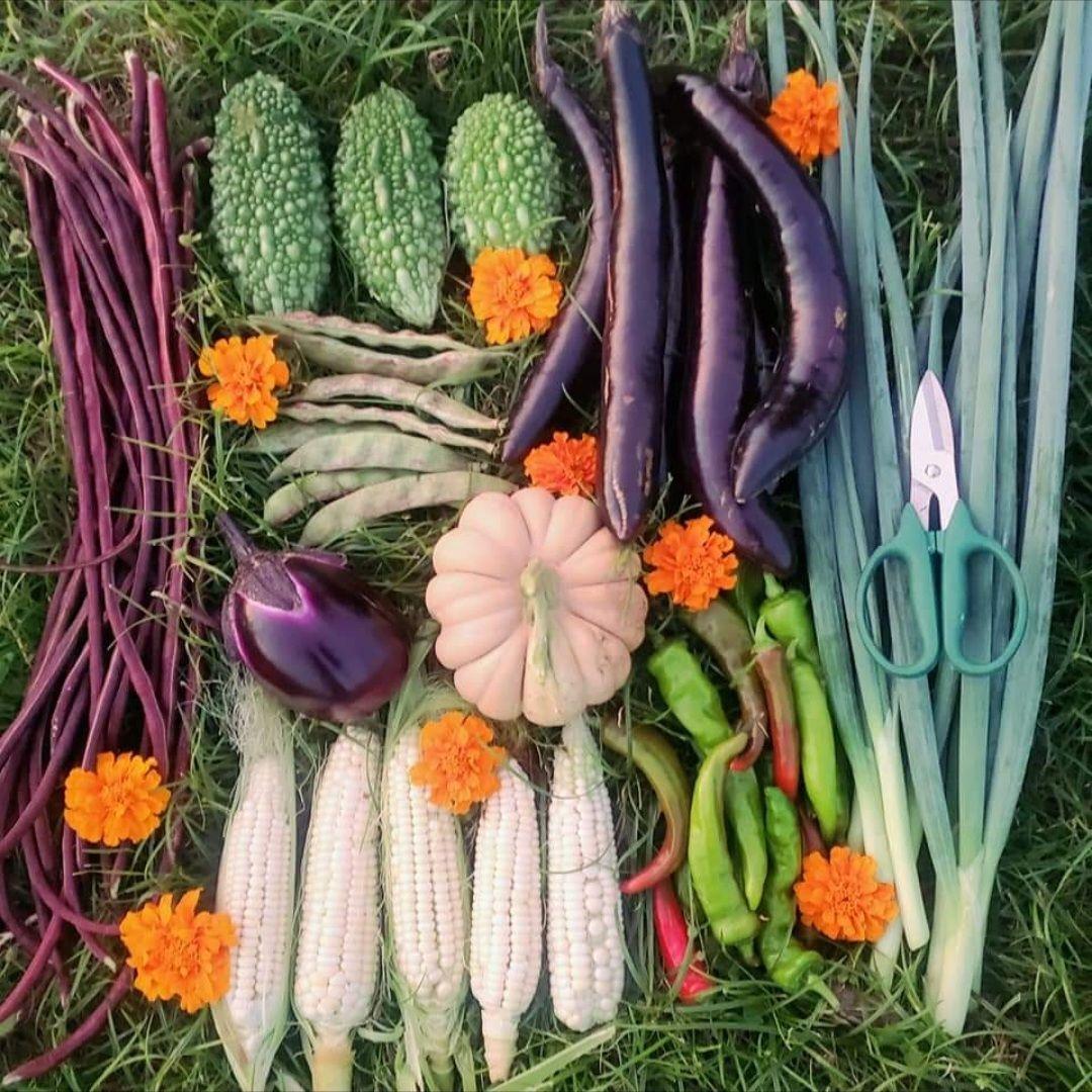 バーガンディーおくらの種(自然栽培) - メルカリ