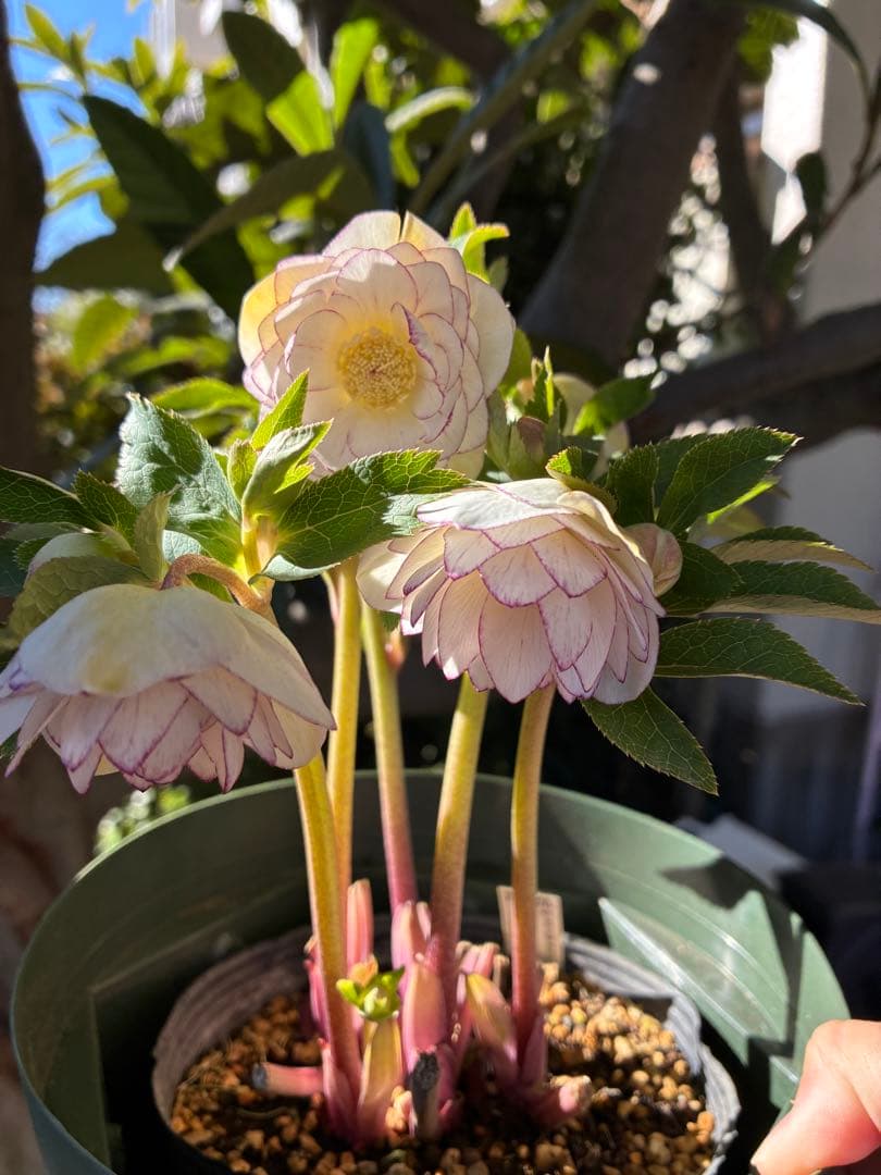 ♡大充実♡DDホワイトゴールド　ピコティ