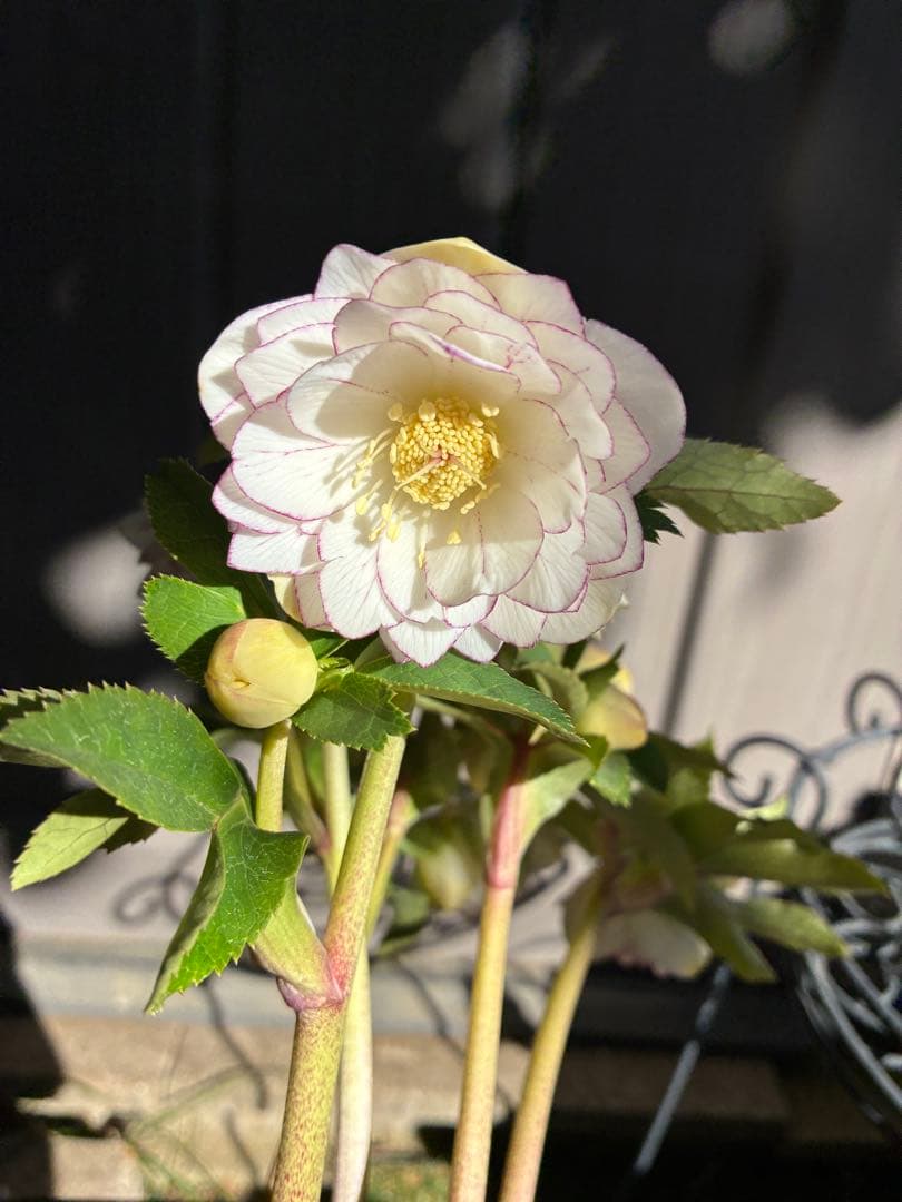 ♡大充実♡DDホワイトゴールド　ピコティ