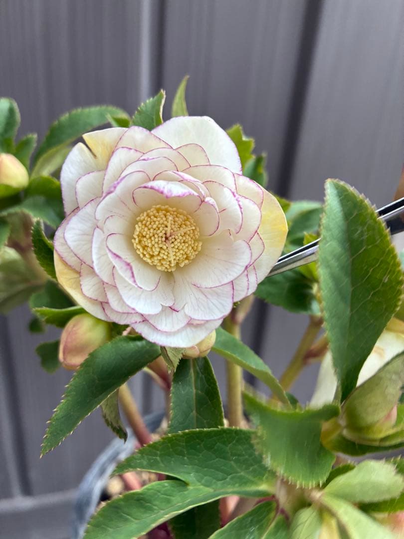 ♡大充実♡DDホワイトゴールド　ピコティ