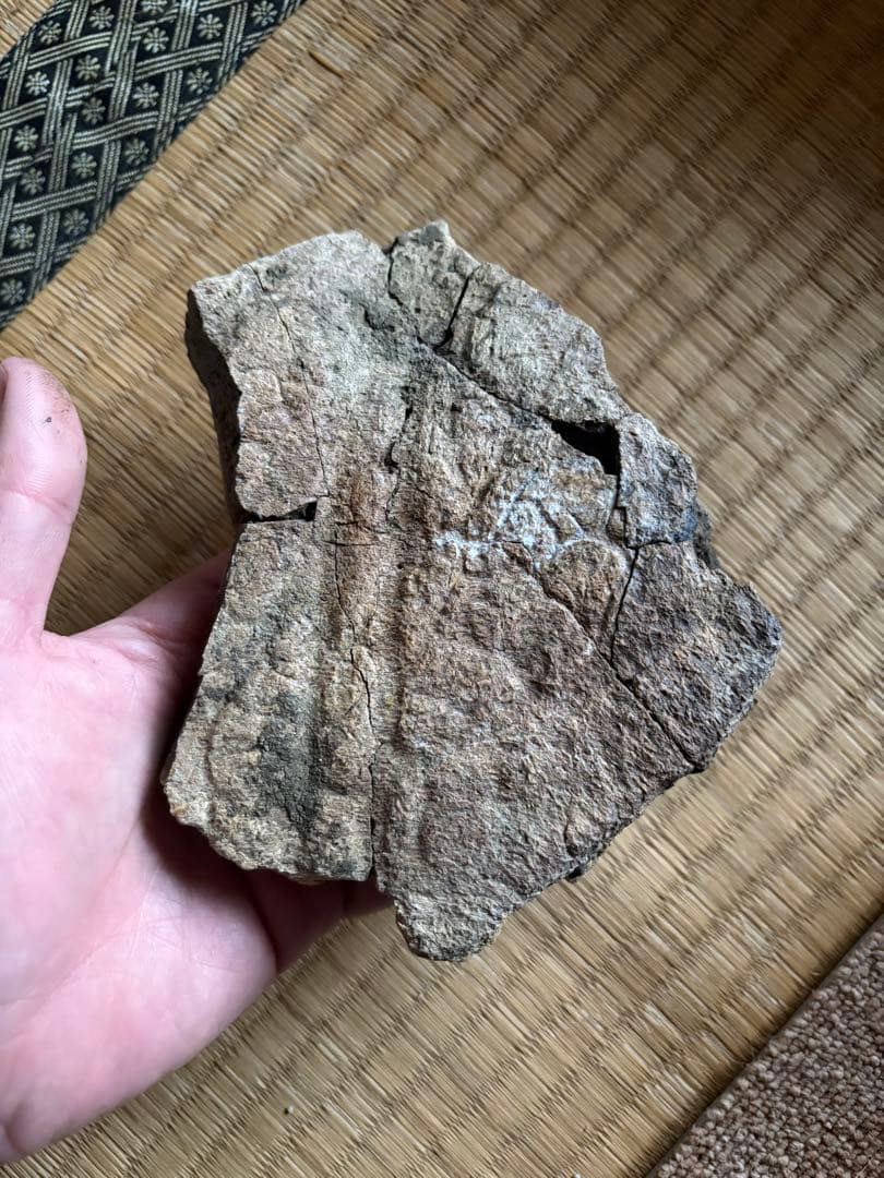 トリケラトプス フリル 化石 恐竜