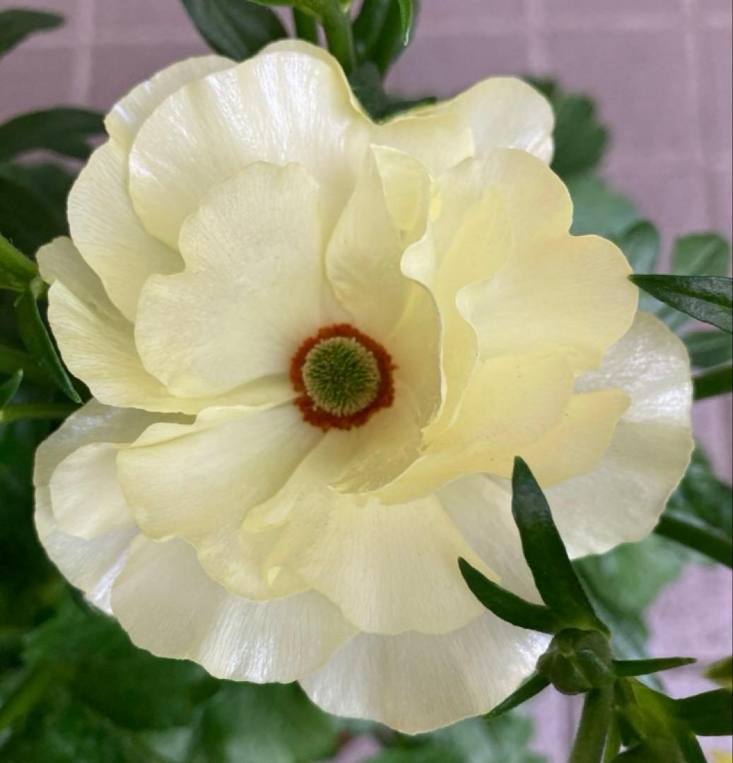 《ラナンキュラスラックス　4苗セット　5号鉢ごと　正規品》⭐︎リーベラ苗おまけ⭐︎