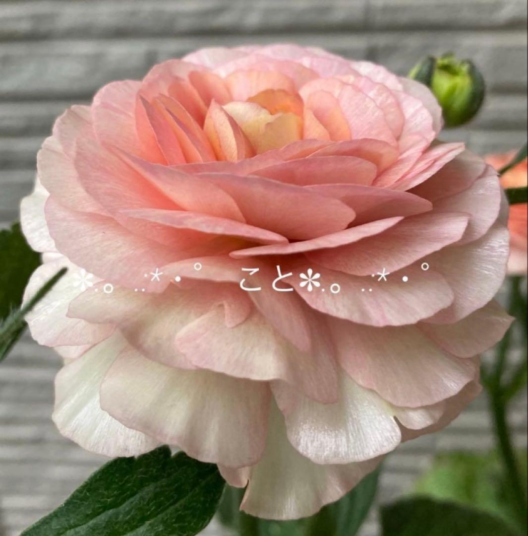 《ラナンキュラスラックス　4苗セット　5号鉢ごと　正規品》⭐︎リーベラ苗おまけ⭐︎