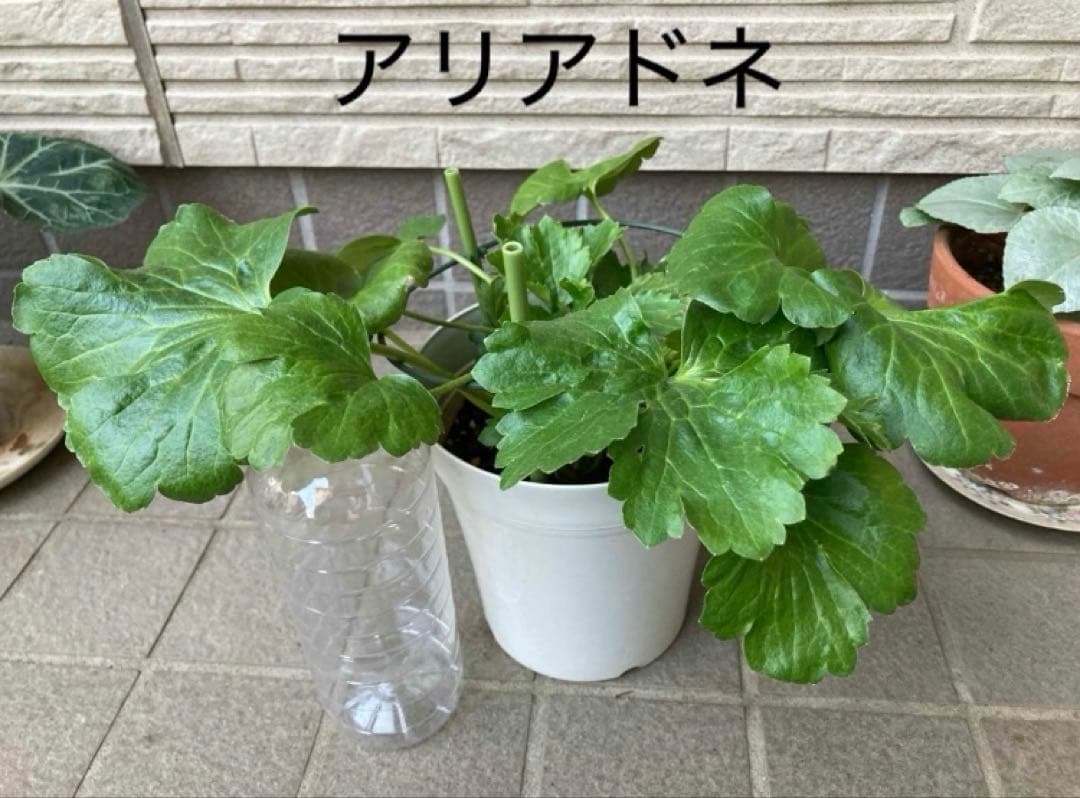 《ラナンキュラスラックス　4苗セット　5号鉢ごと　正規品》⭐︎リーベラ苗おまけ⭐︎