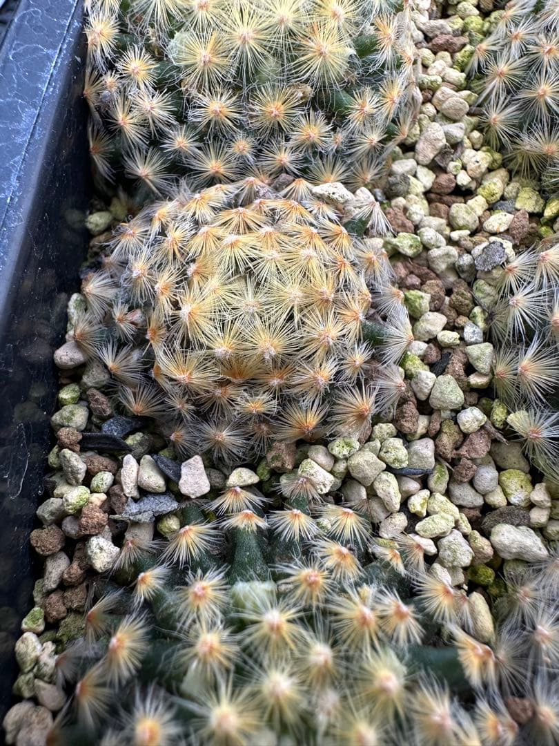 サボテン黄金明星24本