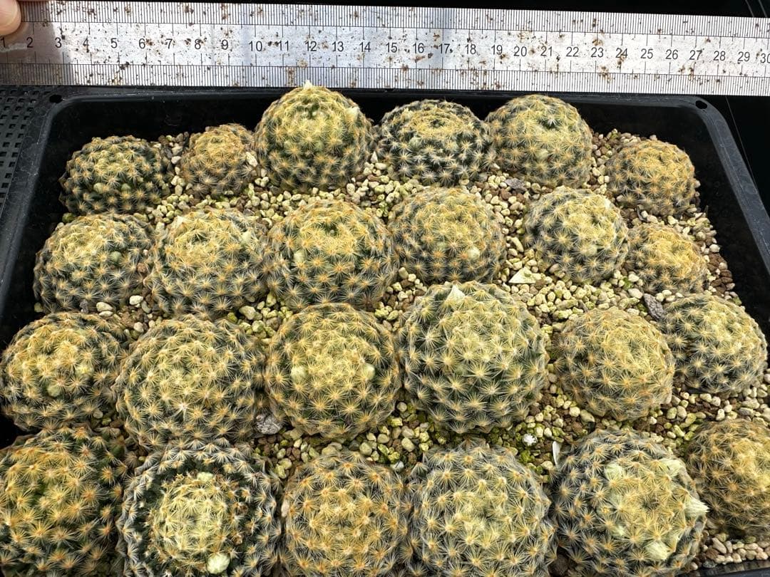 サボテン黄金明星24本