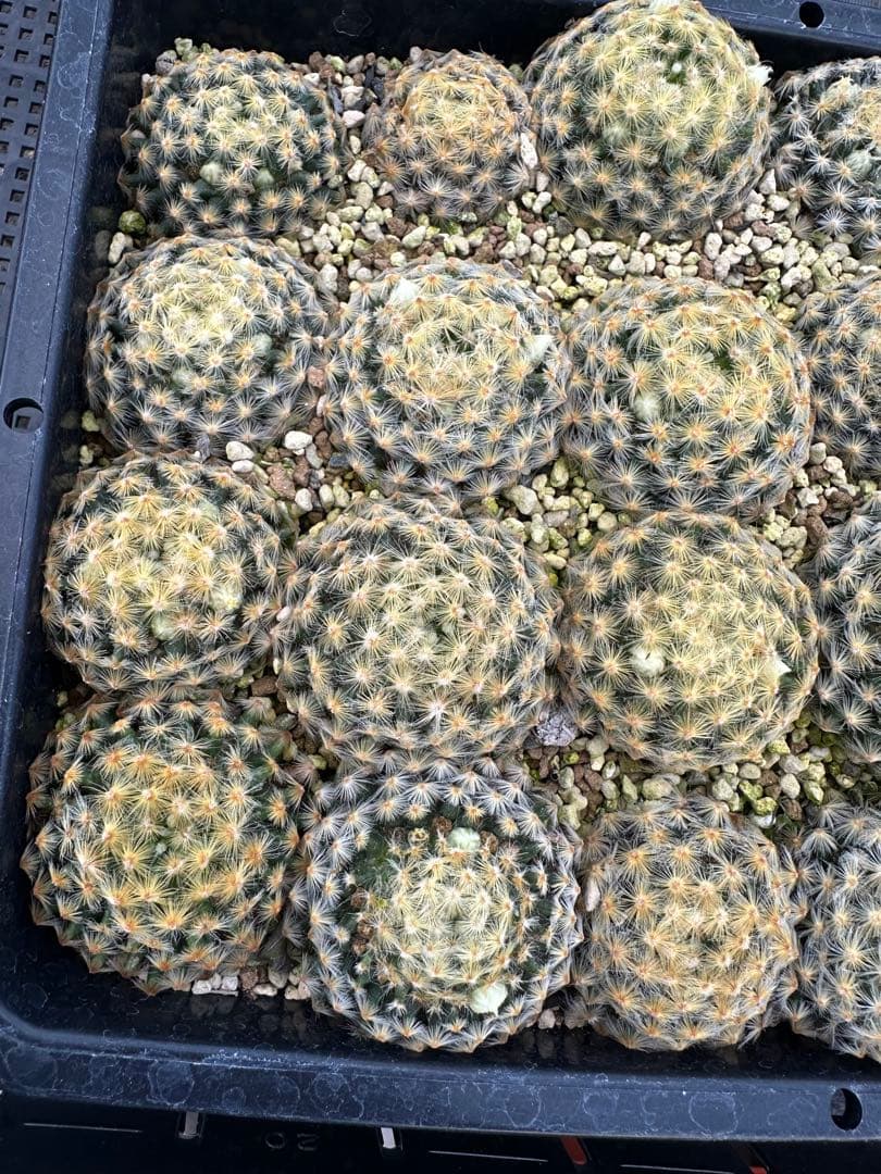 サボテン黄金明星24本