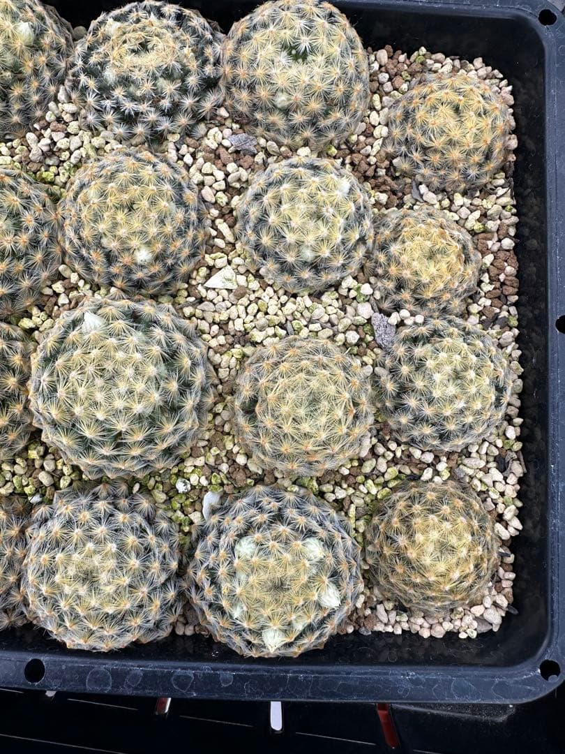 サボテン黄金明星24本