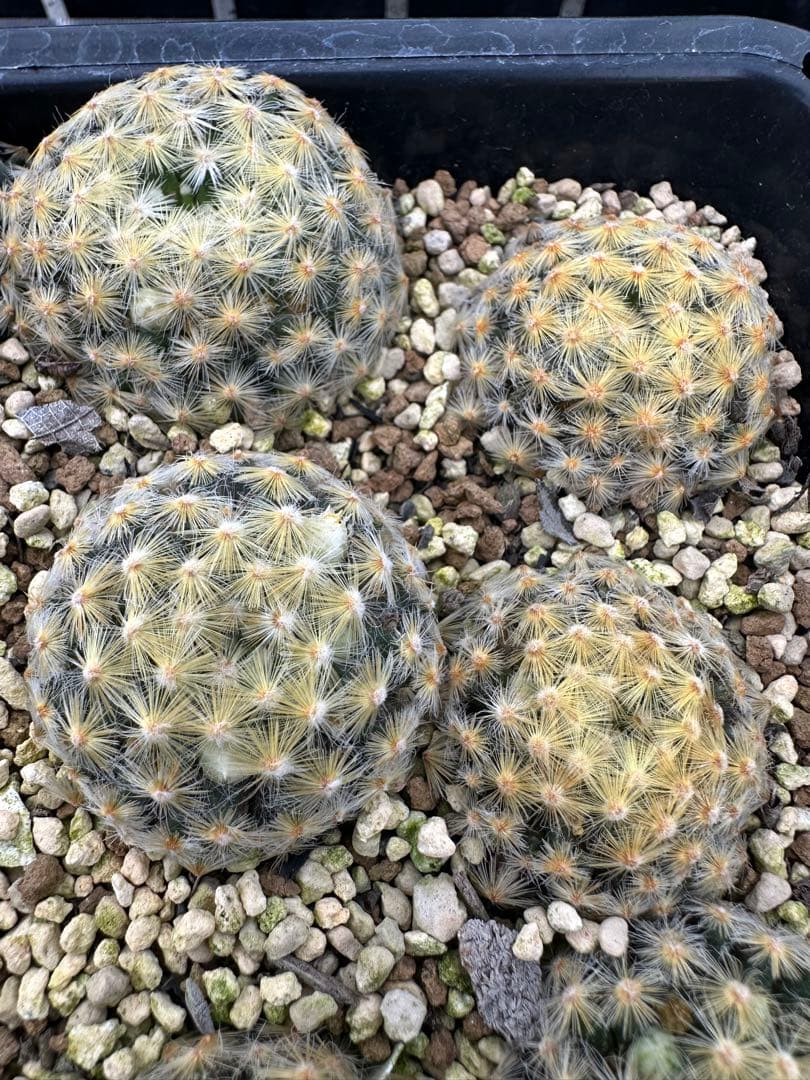 サボテン黄金明星24本