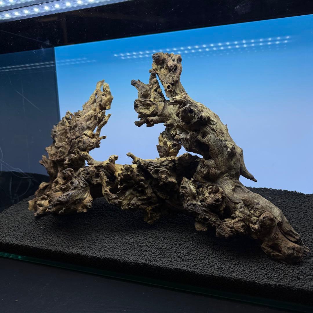 MSW-7084 天然流木 2本セット 枝流木 アクアリウム