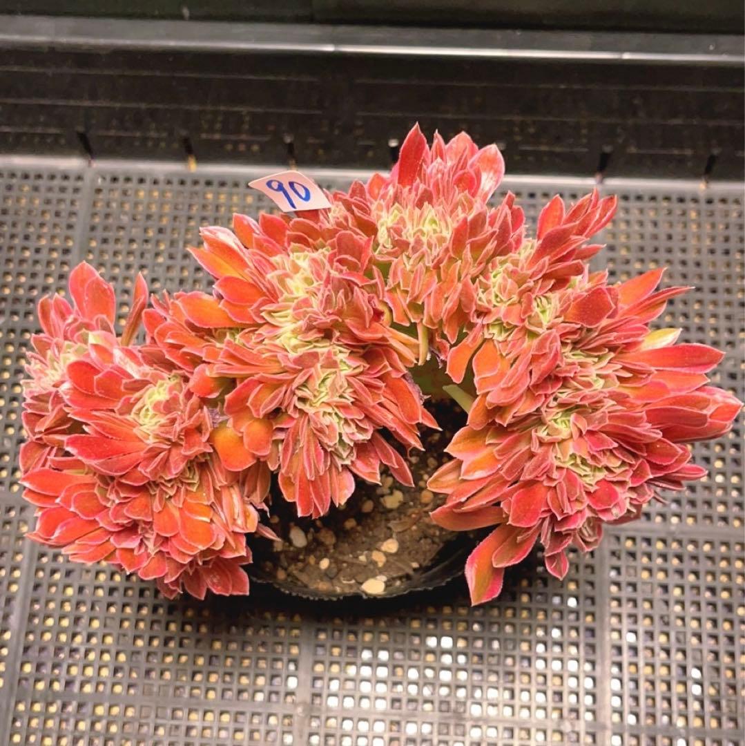 90#多肉植物アエオニウム錦❤️ 女神セッカ ❤️20cm 鉢土付き出荷