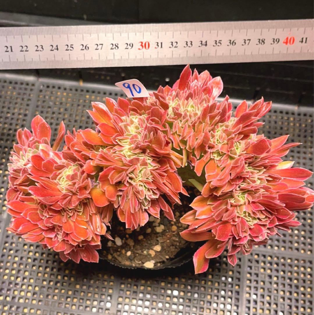 90#多肉植物アエオニウム錦❤️ 女神セッカ ❤️20cm 鉢土付き出荷