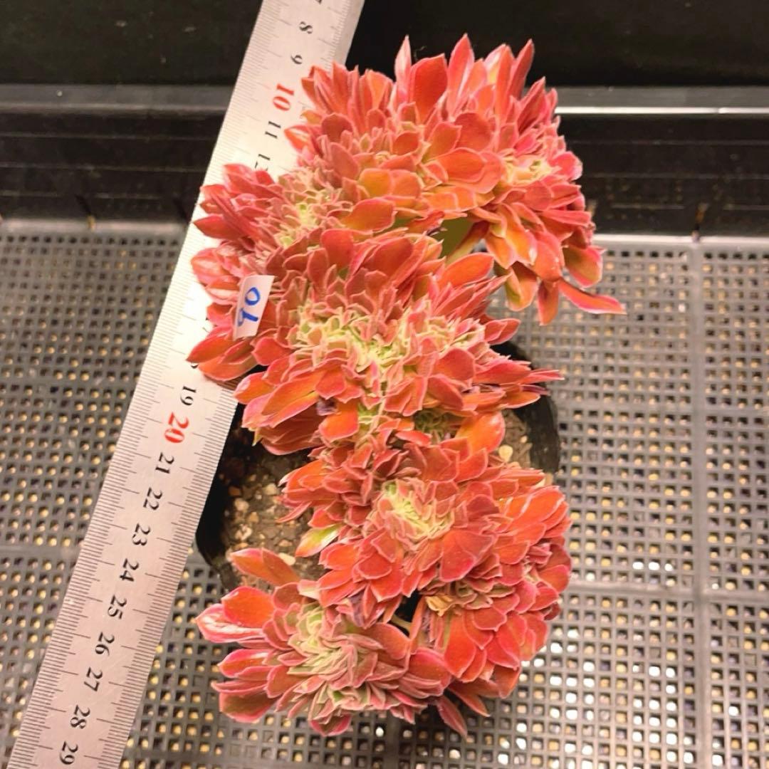 90#多肉植物アエオニウム錦❤️ 女神セッカ ❤️20cm 鉢土付き出荷