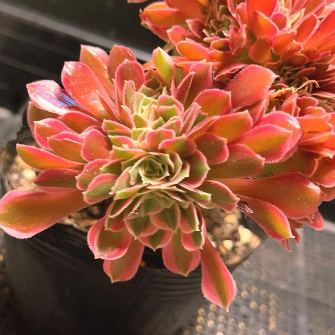 90#多肉植物アエオニウム錦❤️ 女神セッカ ❤️20cm 鉢土付き出荷