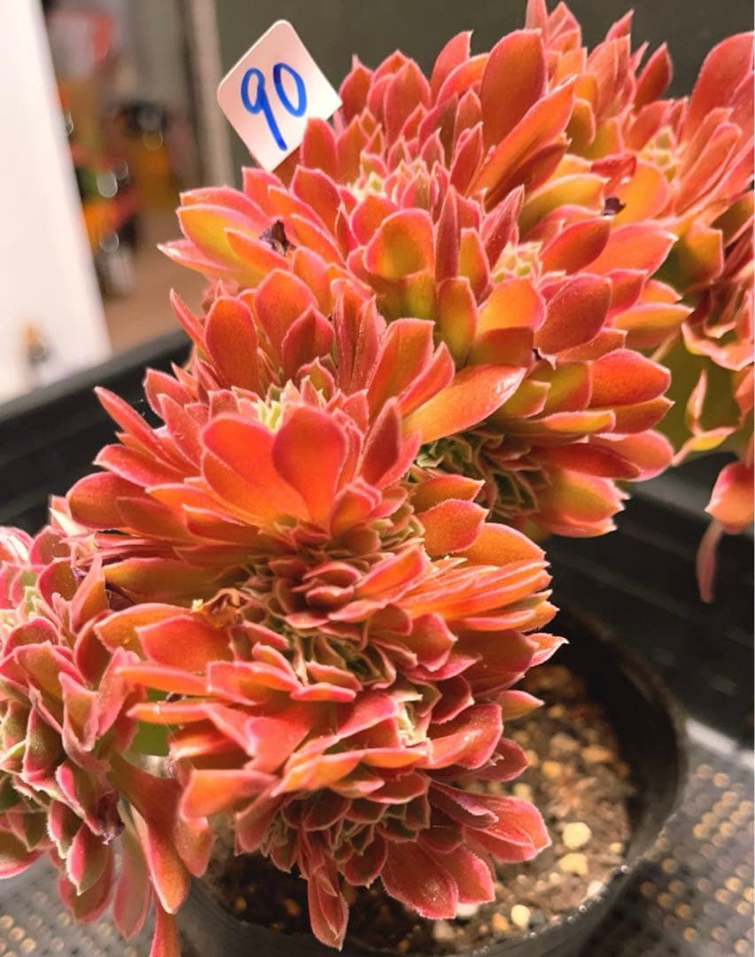 90#多肉植物アエオニウム錦❤️ 女神セッカ ❤️20cm 鉢土付き出荷