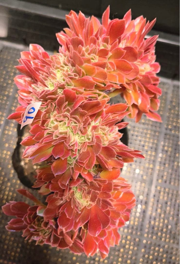 90#多肉植物アエオニウム錦❤️ 女神セッカ ❤️20cm 鉢土付き出荷
