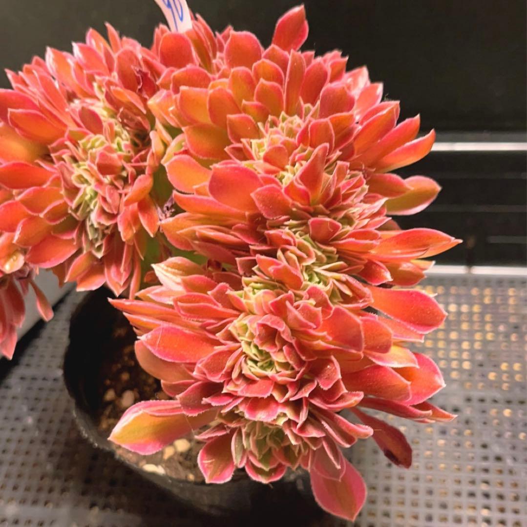 90#多肉植物アエオニウム錦❤️ 女神セッカ ❤️20cm 鉢土付き出荷