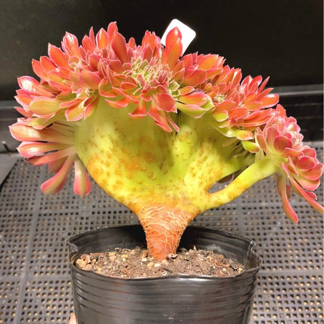 90#多肉植物アエオニウム錦❤️ 女神セッカ ❤️20cm 鉢土付き出荷