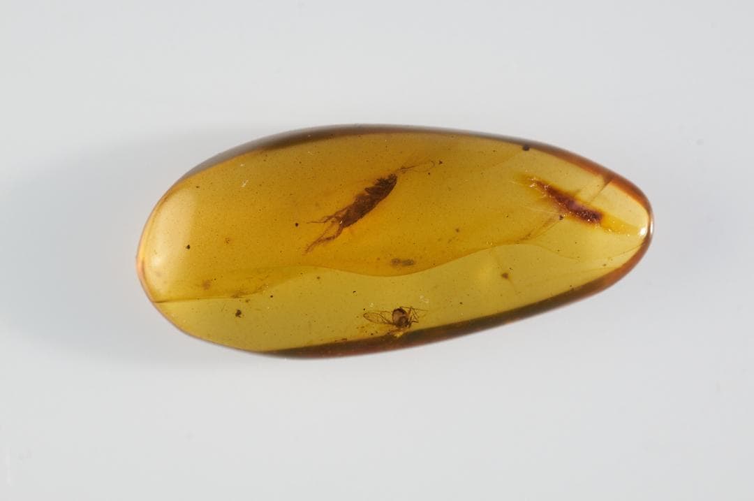 ZB117虫入り琥珀化石 ミャンマー カムティかタナイ産 9900万年前