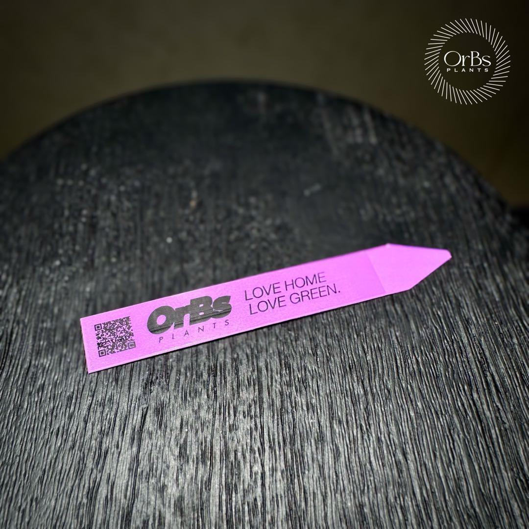 芋から育成】アロカシア プセウド サンデリアーナ ピンク斑入り 美斑