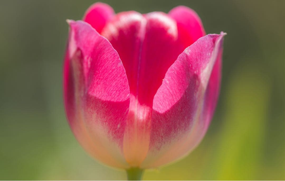 レンズ(ズーム) SONY FE 70-200mm F4 Macro G OSS II